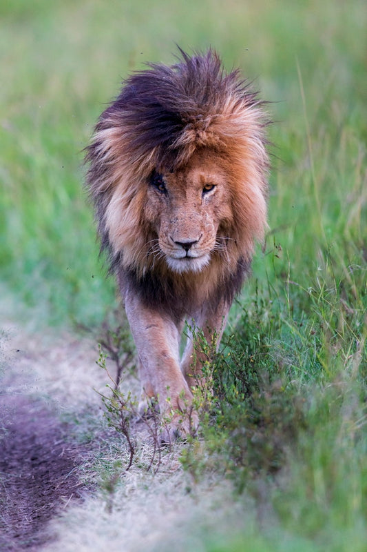 Le Roi en couleurs