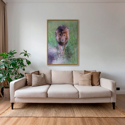Le Roi en couleurs
