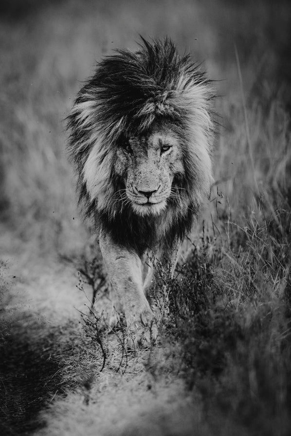 Le Roi