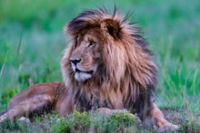 Charger l&#39;image dans la galerie, Le brushing du Roi 2
