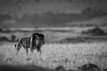 Charger l&#39;image dans la galerie, Scarface en inspection 2
