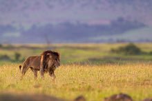 Charger l&#39;image dans la galerie, Scarface en inspection
