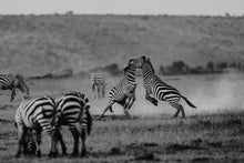 Charger l&#39;image dans la galerie, Poussière d&#39;étalons 2
