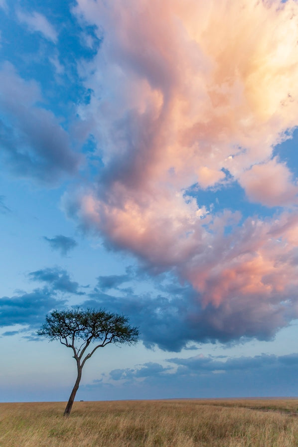 Acacia et nuages de Mara