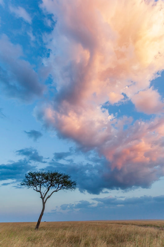 Acacia et nuages de Mara