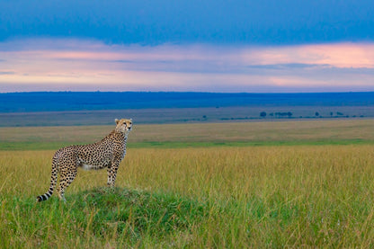 Guépard du soir H