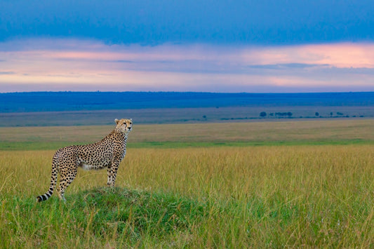 Guépard du soir H