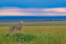 Charger l&#39;image dans la galerie, Guépard du soir H
