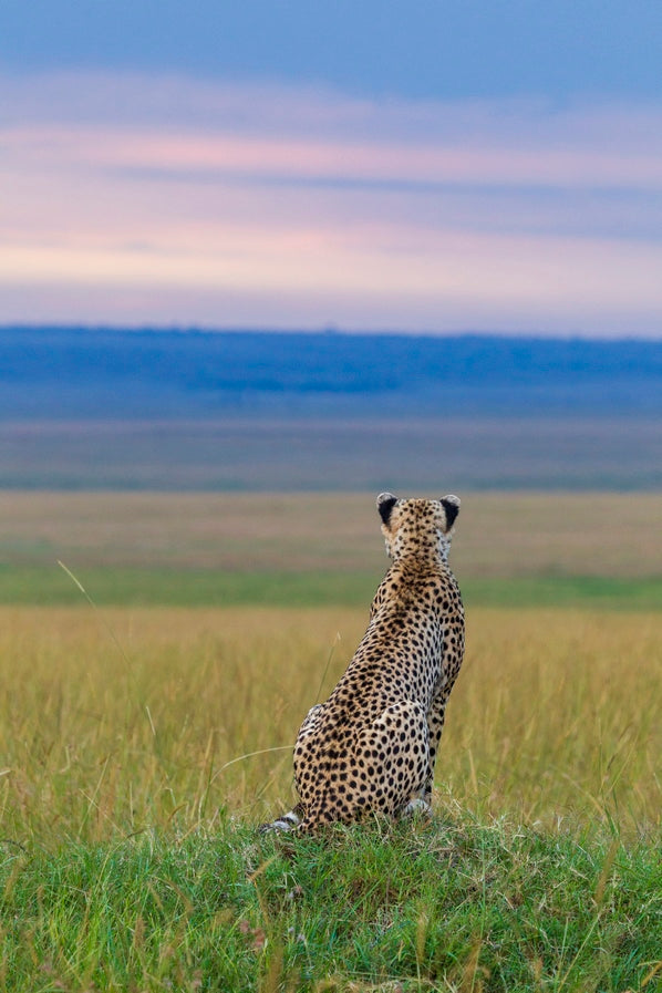 Guépard du soir