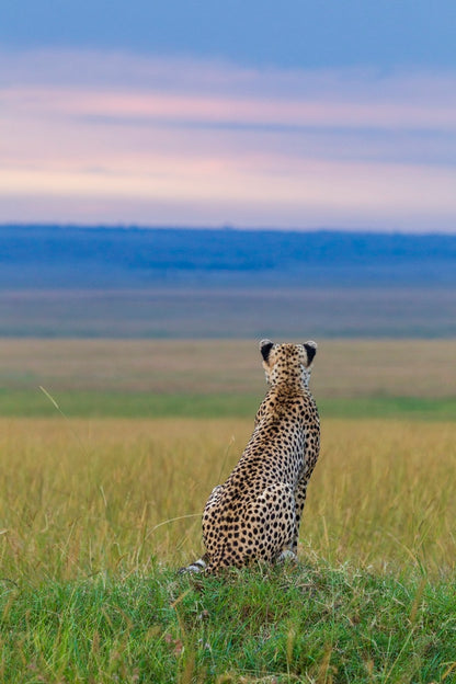 Guépard du soir