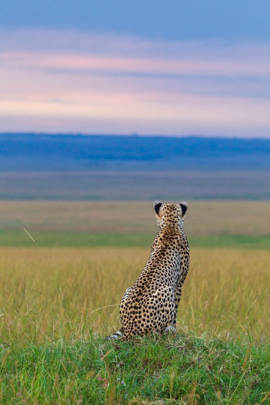Guépard du soir