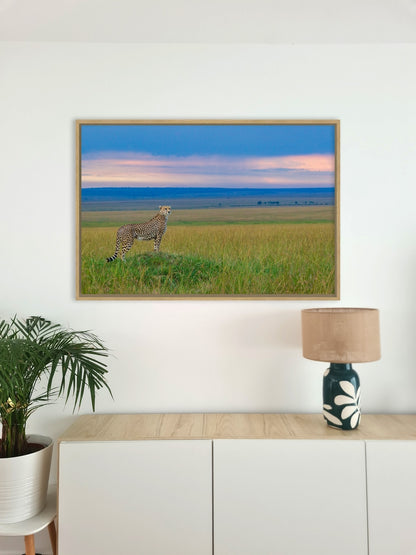 Guépard du soir 2