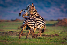 Charger l&#39;image dans la galerie, Combat d&#39;étalons
