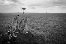 Charger l&#39;image dans la galerie, Golden boys 2
