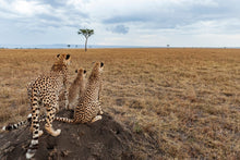 Charger l&#39;image dans la galerie, Golden boys
