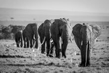 Charger l&#39;image dans la galerie, Ligne familiale
