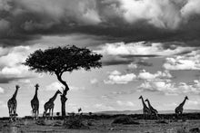 Charger l&#39;image dans la galerie, Les grands de ce monde
