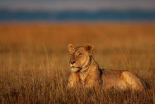 Charger l&#39;image dans la galerie, La Reine
