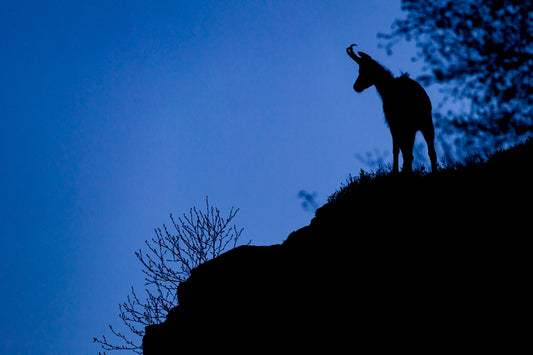 Silhouette d'izard
