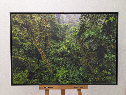 Forêt tropicale