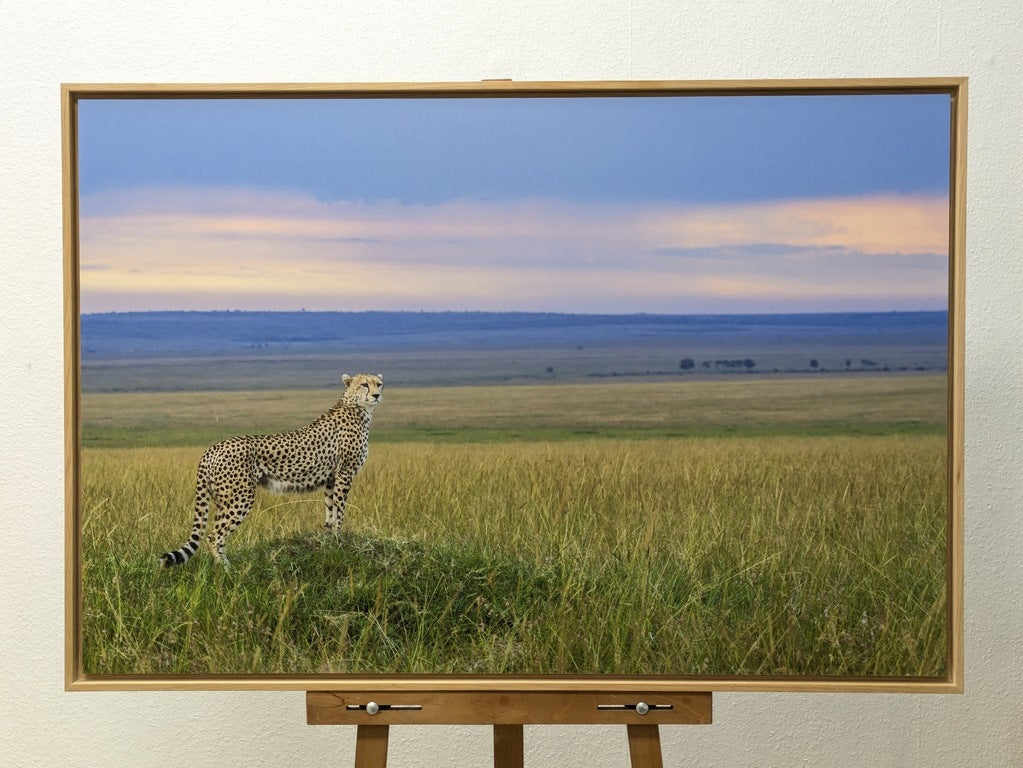 Guépard du soir