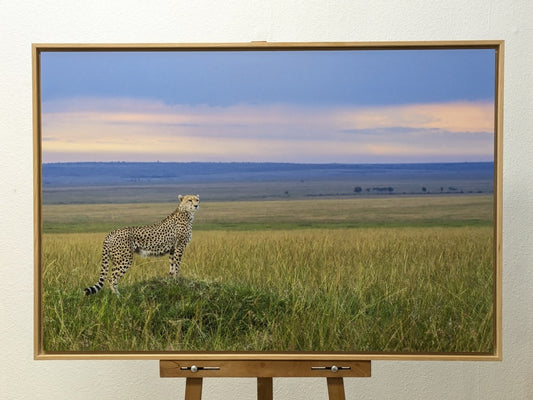 Guépard du soir