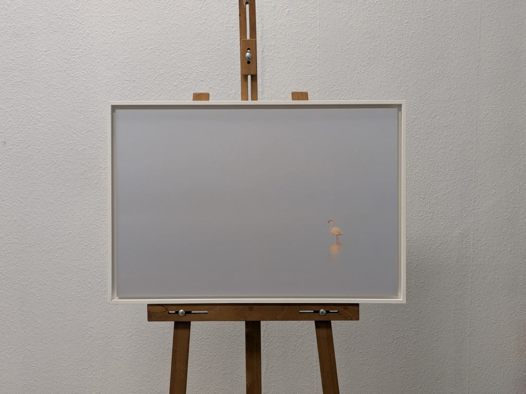 Solitude du Flamant