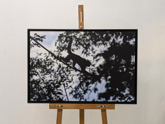 Silhouette de Capucin
