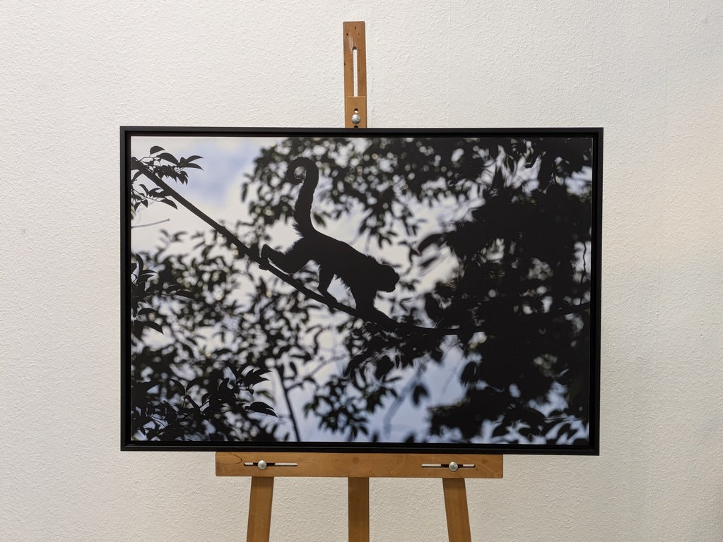 Silhouette de Capucin