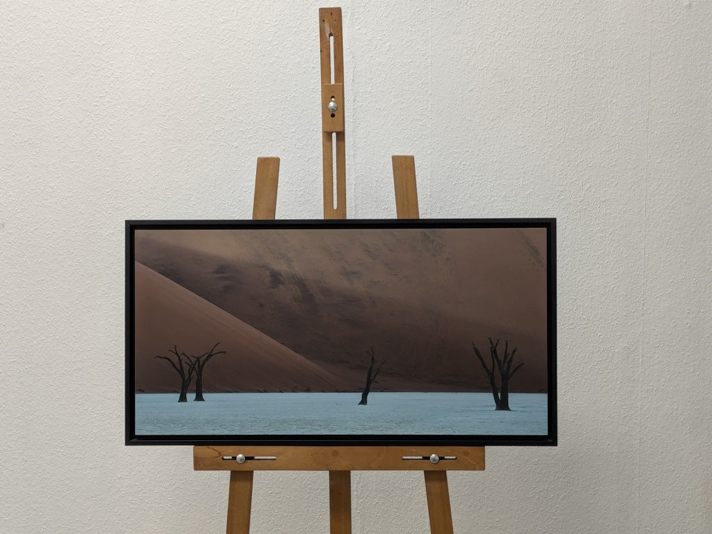 Acacias et rayon de lumière