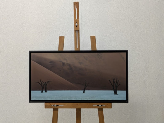 Acacias et rayon de lumière