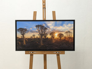 Dicotoma Sunrise