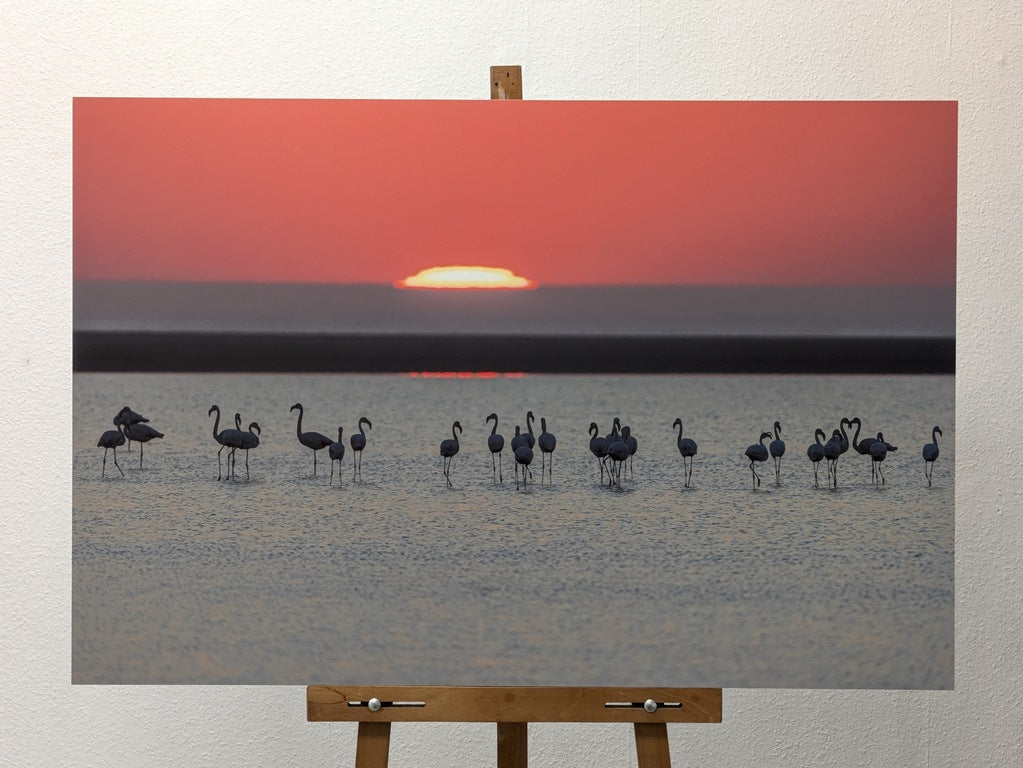Flamingos sunset