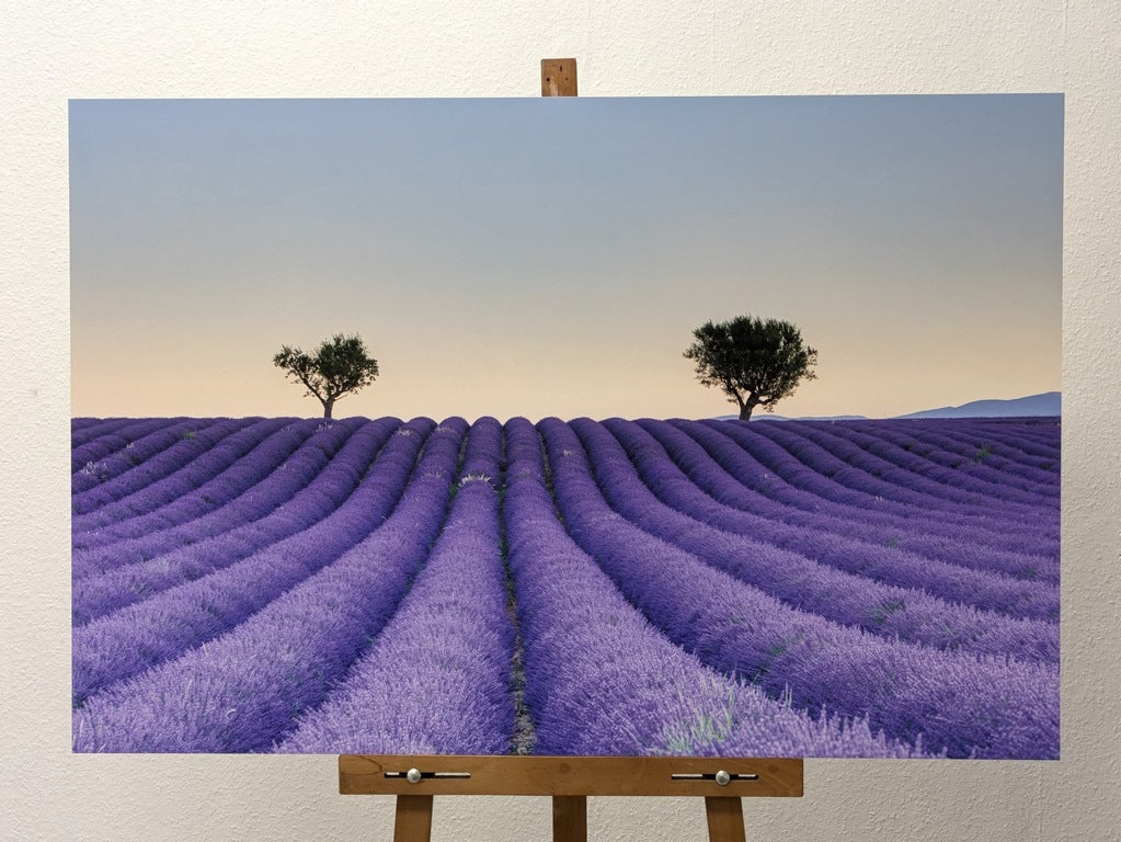 Les oliviers de Valensole