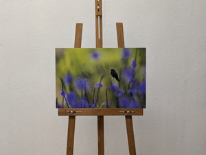 Colibiri en peinture