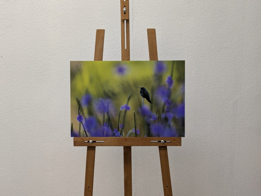 Colibiri en peinture