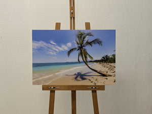 Cocotier Caraïbes
