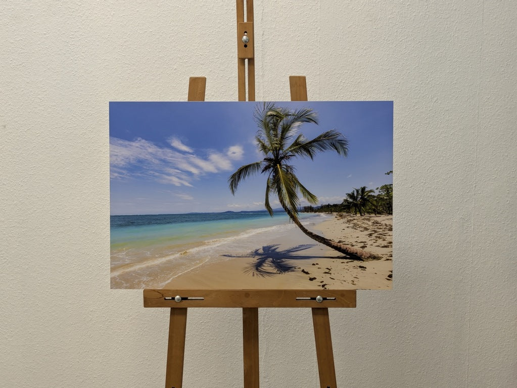Cocotier Caraïbes