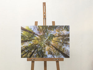 Hêtres en peinture