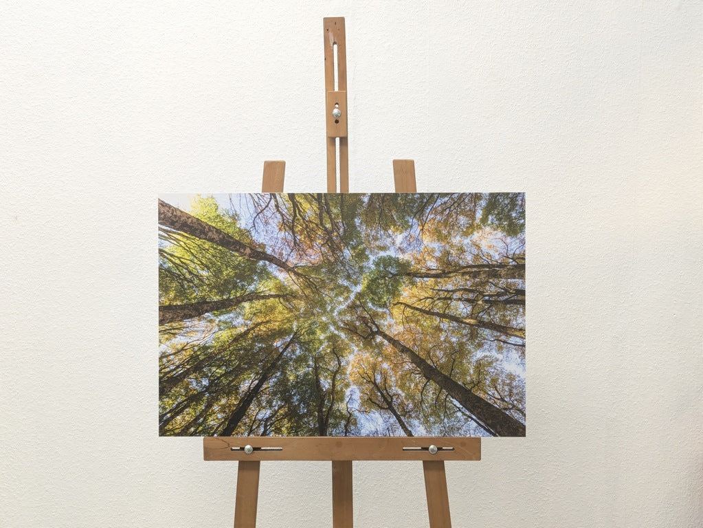 Hêtres en peinture