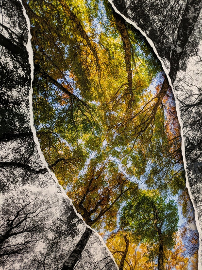 Bouquet de hêtres en diptyque