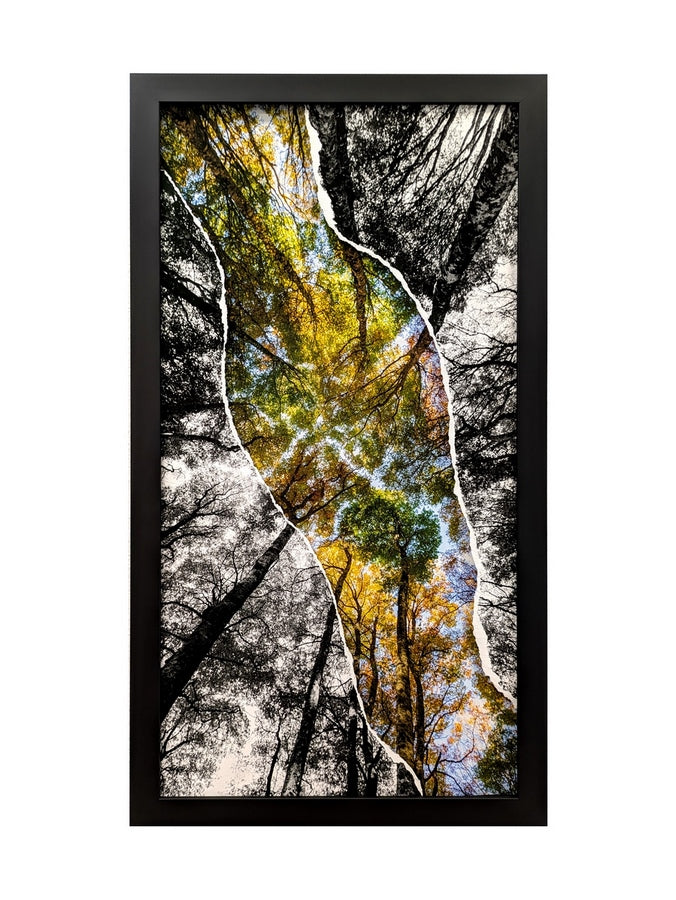 Bouquet de hêtres en diptyque