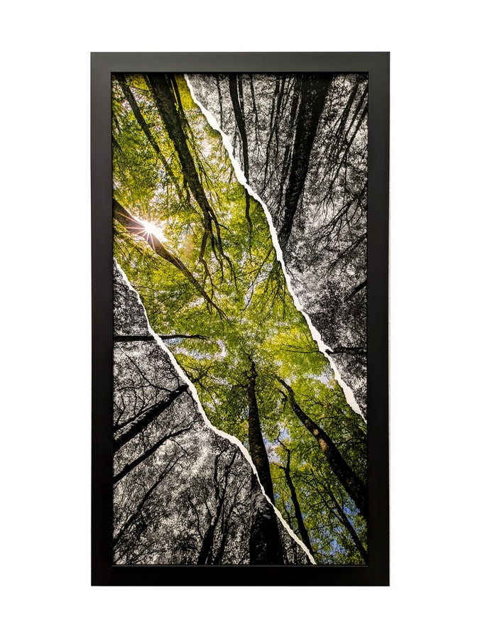 Bouquet de hêtres en diptyque