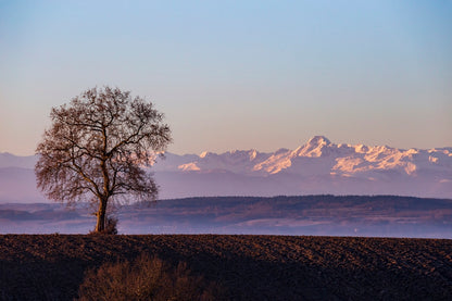 Platane et Mont Valier