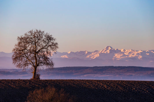 Platane et Mont Valier