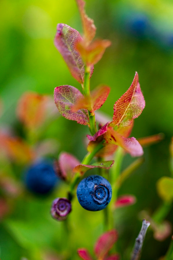 Couleur Myrtille