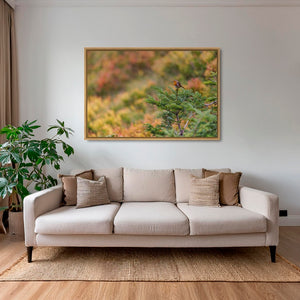 Rouge-gorge en peinture