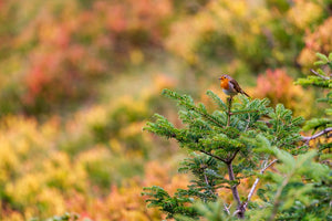 Rouge-gorge en peinture