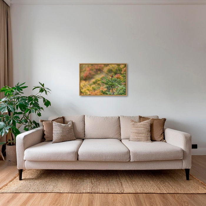 Rouge-gorge en peinture