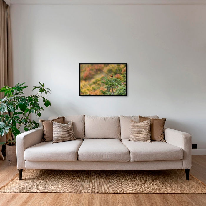 Rouge-gorge en peinture